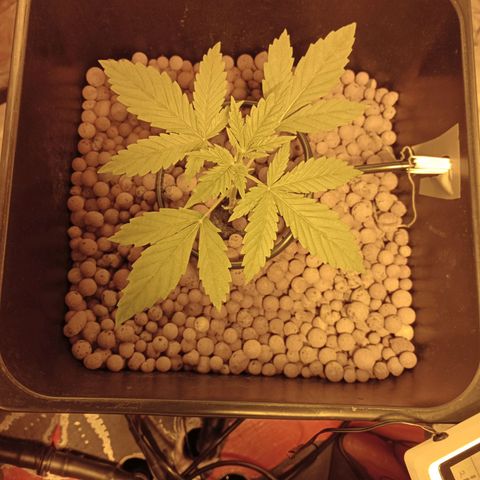C - 🦍glue #4 growlog timeline photo