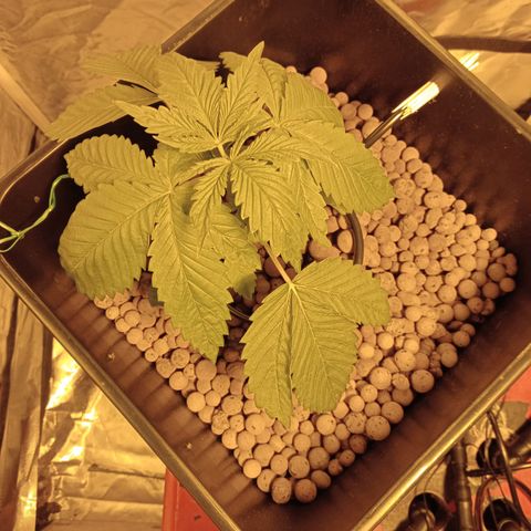 D - 🦍glue #4 growlog timeline photo