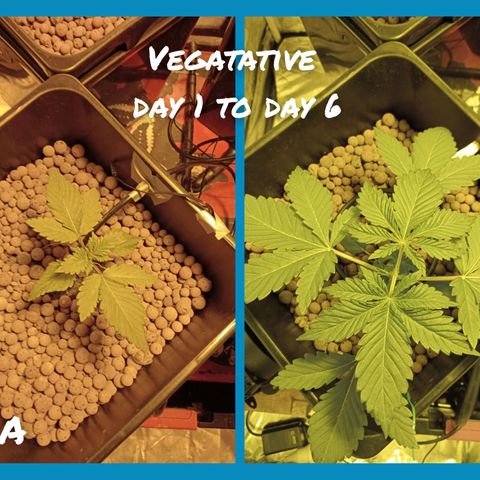 A - 🦍glue #4 growlog timeline photo