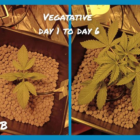 B - 🦍glue #4 growlog timeline photo