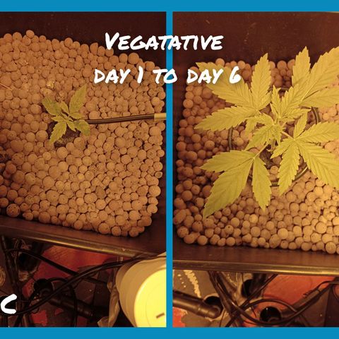 C - 🦍glue #4 growlog timeline photo