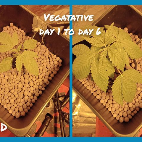 D - 🦍glue #4 growlog timeline photo