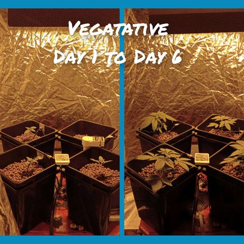 C - 🦍glue #4 growlog timeline photo