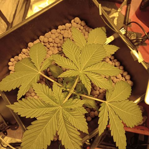 A - 🦍glue #4 growlog timeline photo