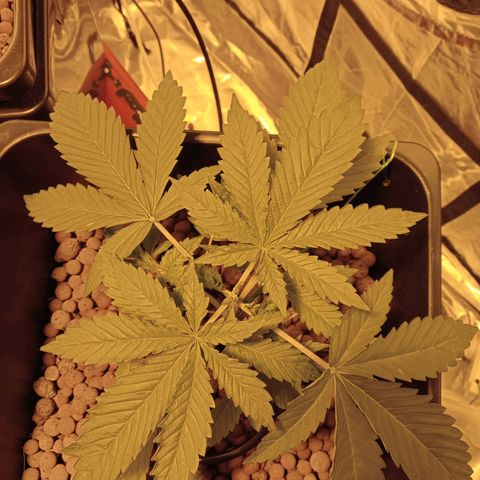 B - 🦍glue #4 growlog timeline photo