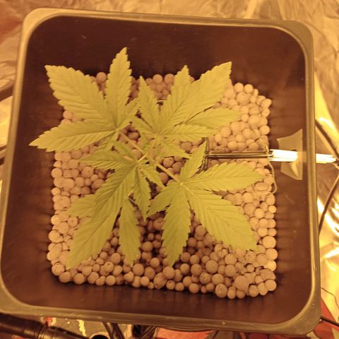 C - 🦍glue #4 growlog timeline photo