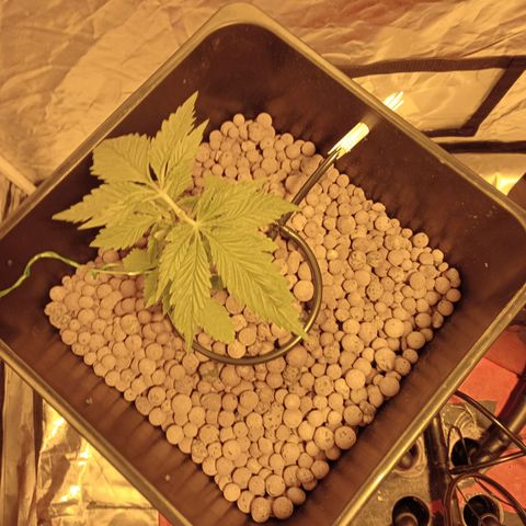 D - 🦍glue #4 growlog photo: All remaining leaves have strengthened after defoliation yesterday 