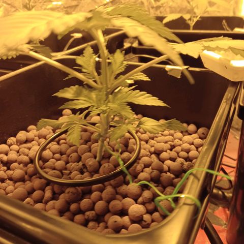 A - 🦍glue #4 growlog timeline photo
