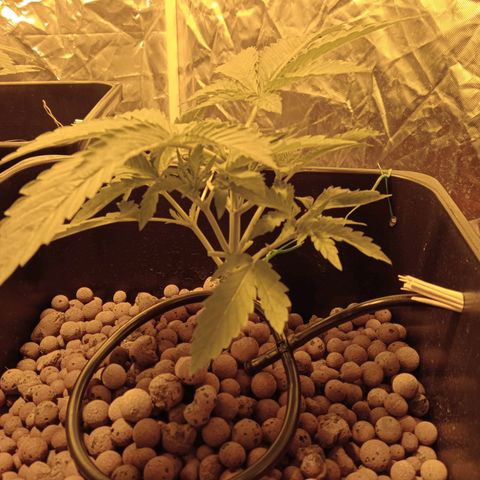 B - 🦍glue #4 growlog timeline photo