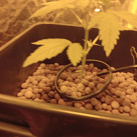 C - 🦍glue #4 growlog timeline photo