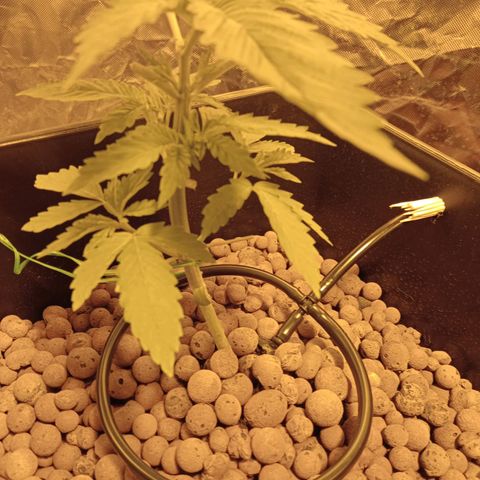 D - 🦍glue #4 growlog timeline photo