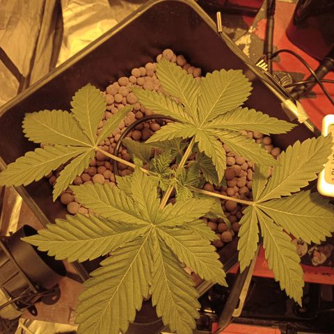 A - 🦍glue #4 growlog timeline photo