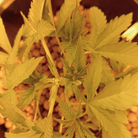 B - 🦍glue #4 growlog timeline photo