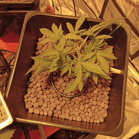 B - 🦍glue #4 growlog timeline photo