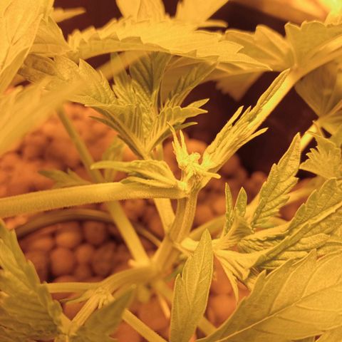 B - 🦍glue #4 growlog timeline photo