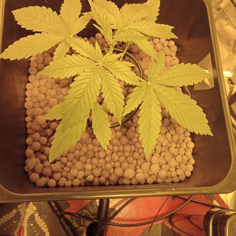 C - 🦍glue #4 growlog timeline photo