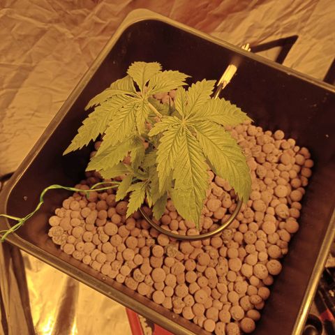 D - 🦍glue #4 growlog timeline photo
