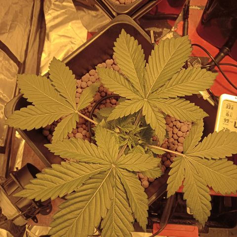 A - 🦍glue #4 growlog timeline photo