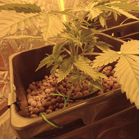 A - 🦍glue #4 growlog timeline photo