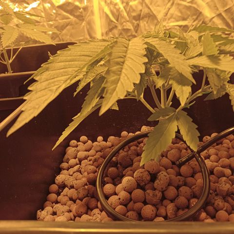 B - 🦍glue #4 growlog timeline photo