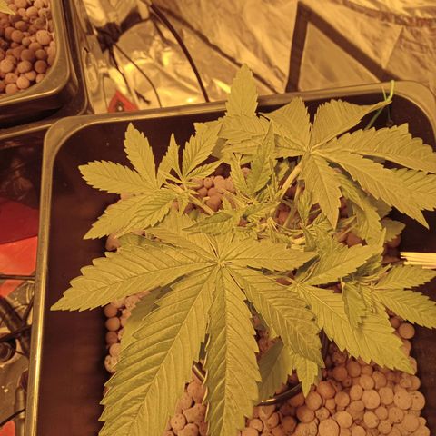 B - 🦍glue #4 growlog timeline photo