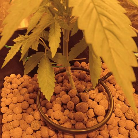 D - 🦍glue #4 growlog timeline photo