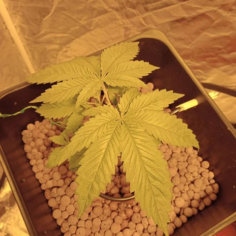 D - 🦍glue #4 growlog timeline photo