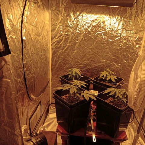 C - 🦍glue #4 growlog timeline photo