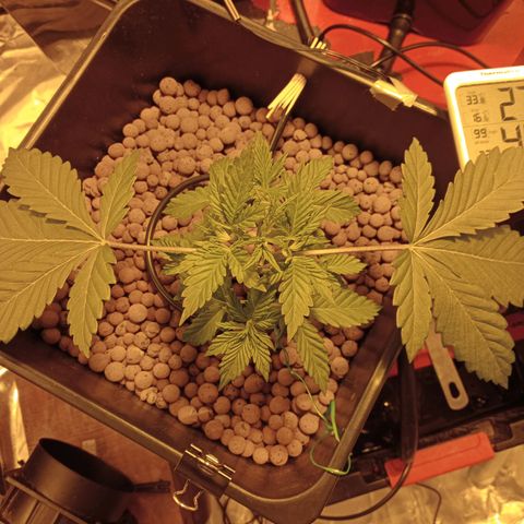 A - 🦍glue #4 growlog photo: Post defoliation 