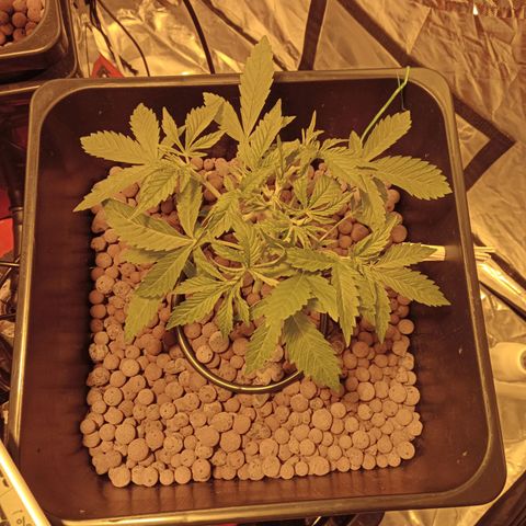B - 🦍glue #4 growlog photo: Post defoliation 