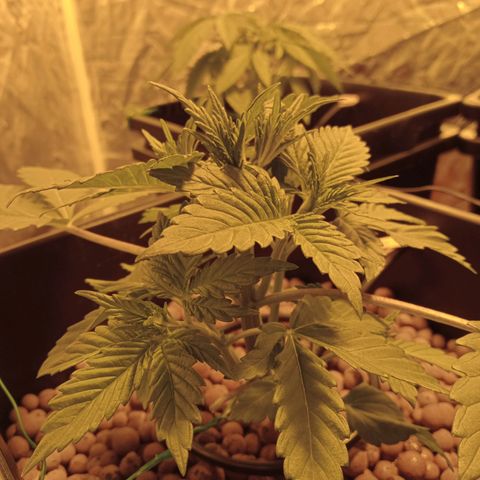 A - 🦍glue #4 growlog timeline photo