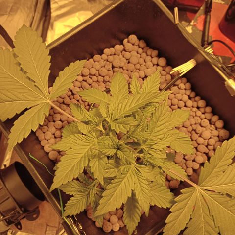A - 🦍glue #4 growlog timeline photo