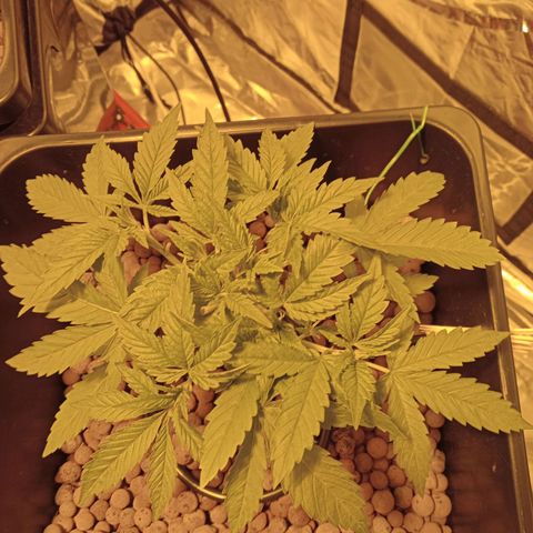 B - 🦍glue #4 growlog timeline photo