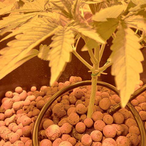 B - 🦍glue #4 growlog timeline photo