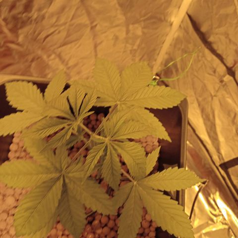 C - 🦍glue #4 growlog timeline photo
