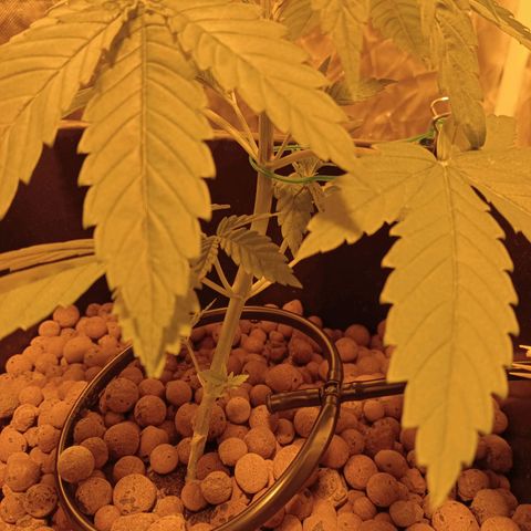 C - 🦍glue #4 growlog timeline photo