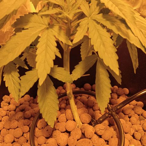 D - 🦍glue #4 growlog timeline photo