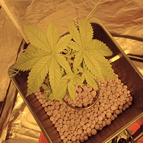 D - 🦍glue #4 growlog timeline photo