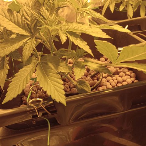 A - 🦍glue #4 growlog timeline photo
