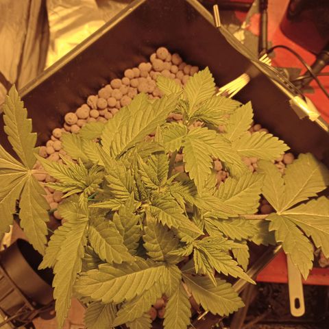 A - 🦍glue #4 growlog timeline photo