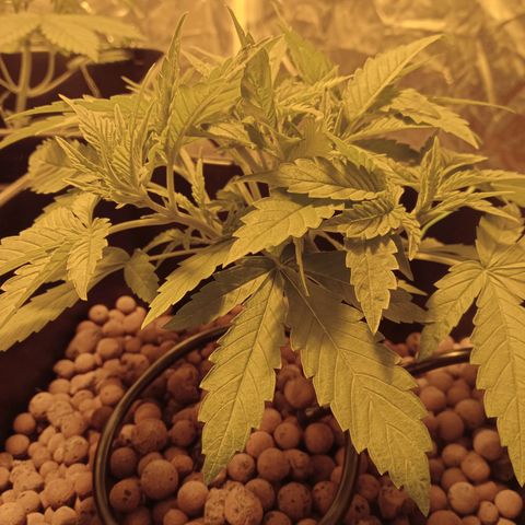B - 🦍glue #4 growlog timeline photo