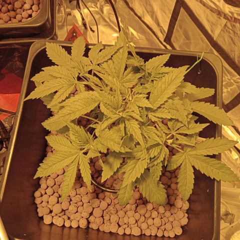 B - 🦍glue #4 growlog timeline photo