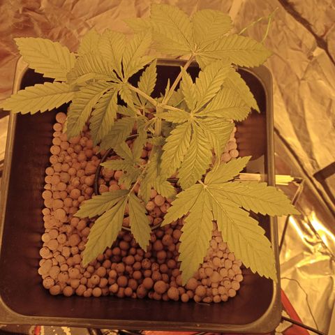 C - 🦍glue #4 growlog timeline photo