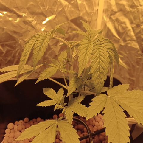 C - 🦍glue #4 growlog timeline photo