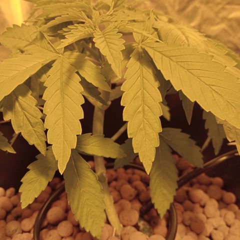D - 🦍glue #4 growlog timeline photo