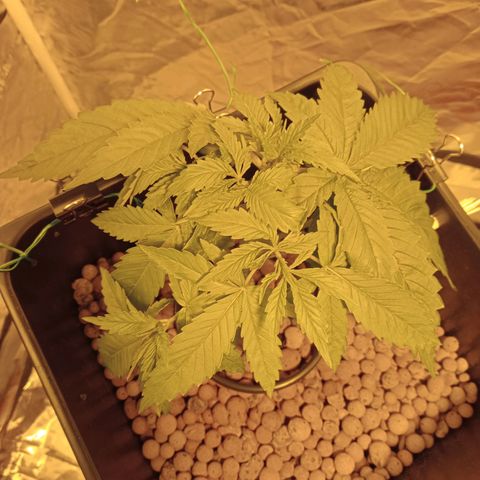 D - 🦍glue #4 growlog timeline photo