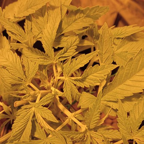 B - 🦍glue #4 growlog photo: New bud sites after FIM