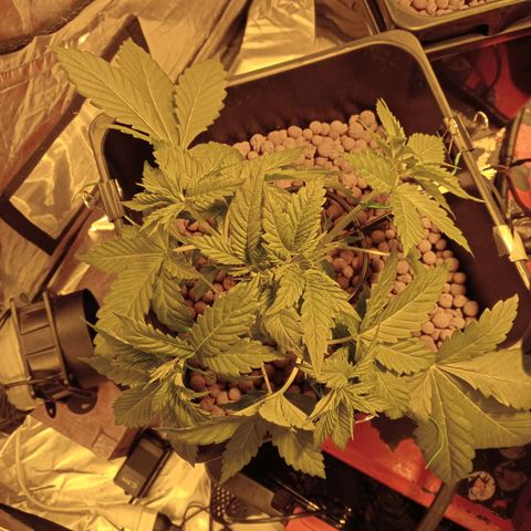 A - 🦍glue #4 growlog timeline photo
