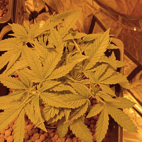 B - 🦍glue #4 growlog timeline photo