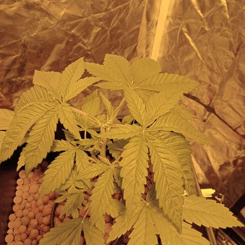 C - 🦍glue #4 growlog timeline photo